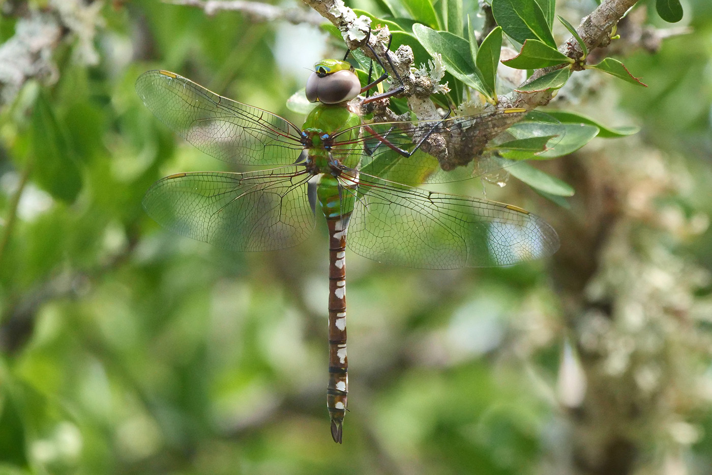 Amazon Darner Amazon Darner